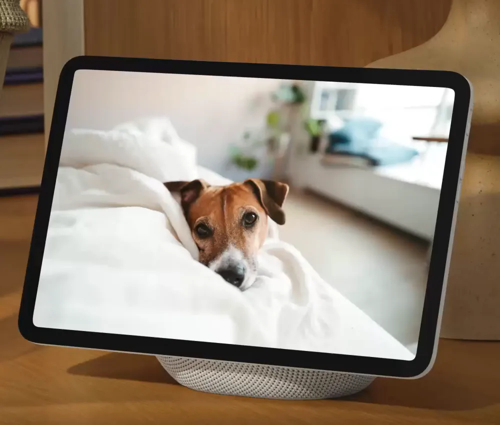 El Echo Show 11 con la foto de un perro en la pantalla.