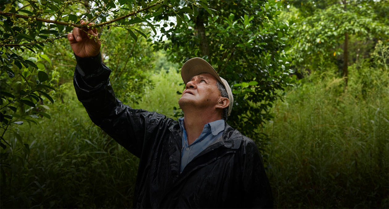 Un hombre con una gorra y un abrigo impermeable mira hacia arriba para examinar las ramas de un árbol en un frondoso bosque verde