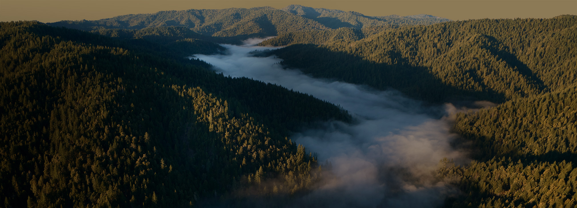 Vista aérea de secuoyas en el bosque del río Gualala, montañas boscosas con niebla que se posa en los valles